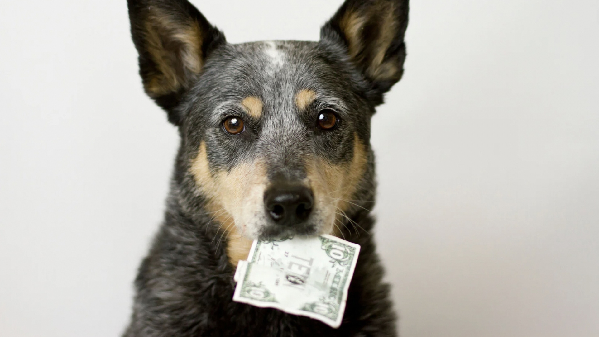 hond met geld in bek - kosten dierencrematie - crematie huisdier - rememberme pets